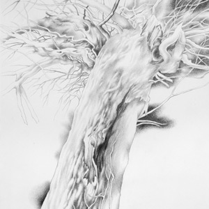 Albero - disegno di Marina Chkouratova